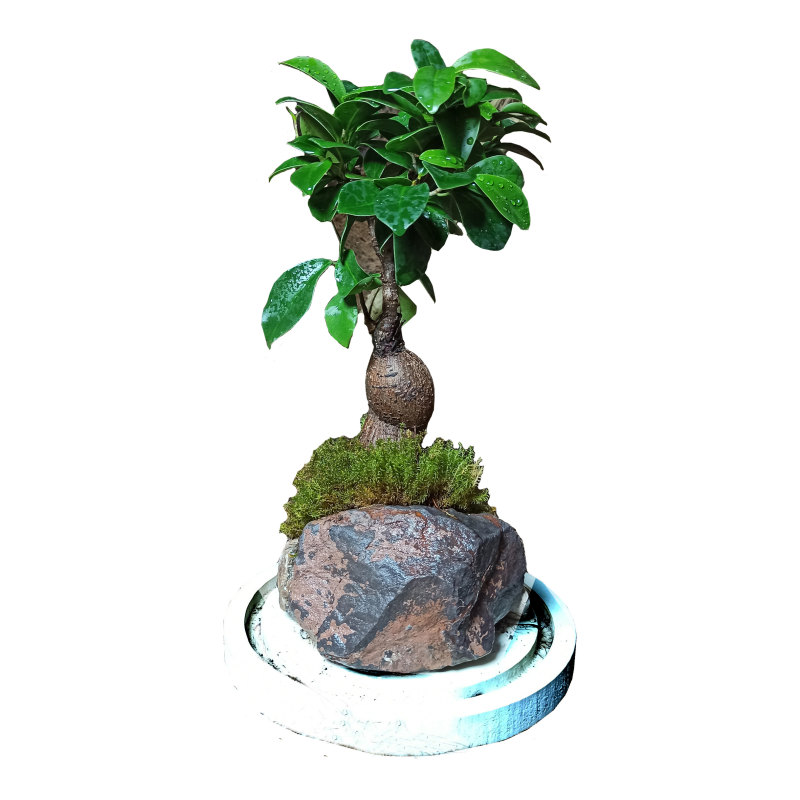 گیاه طبیعی بنسای جینسینگ مدل تراریوم